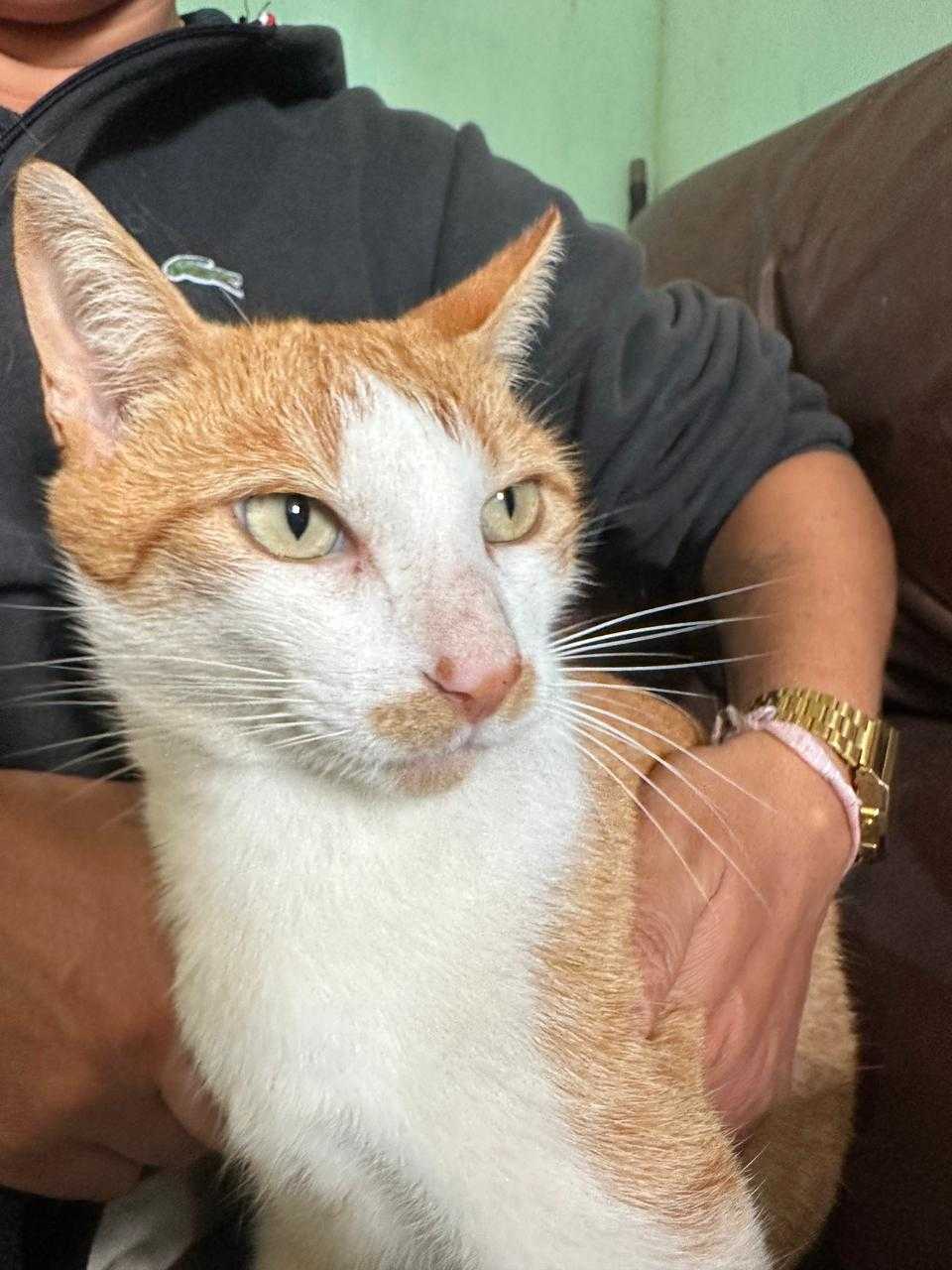 Especialista em Gatos Landing Hero Image 2