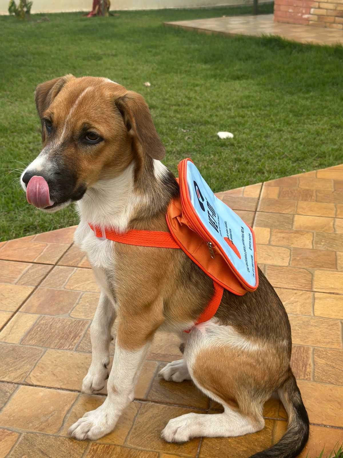 Nefrologia Veterinária Landing Hero Image 2