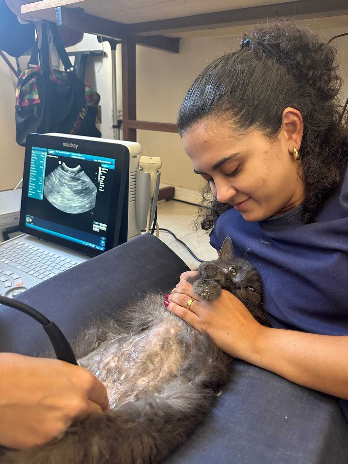 Consulta Veterinária Landing Image