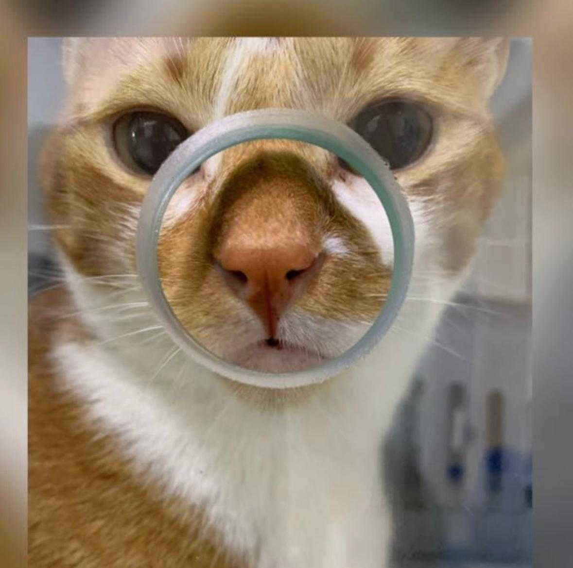 Especialista em Gatos Landing Hero Image 1