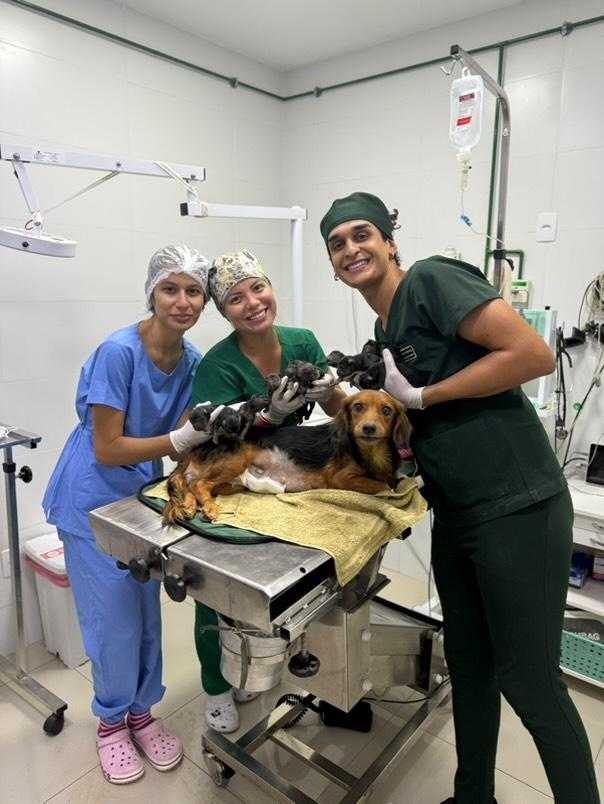 Castração Landing Image