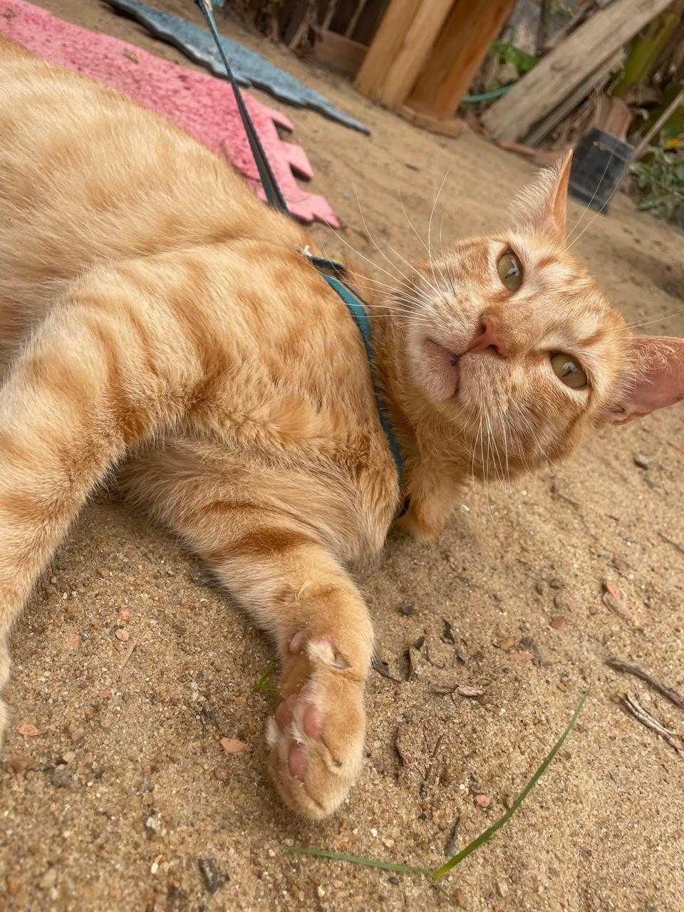 Especialista em Gatos Landing Hero Image 3